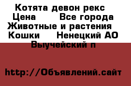 Котята девон рекс › Цена ­ 1 - Все города Животные и растения » Кошки   . Ненецкий АО,Выучейский п.